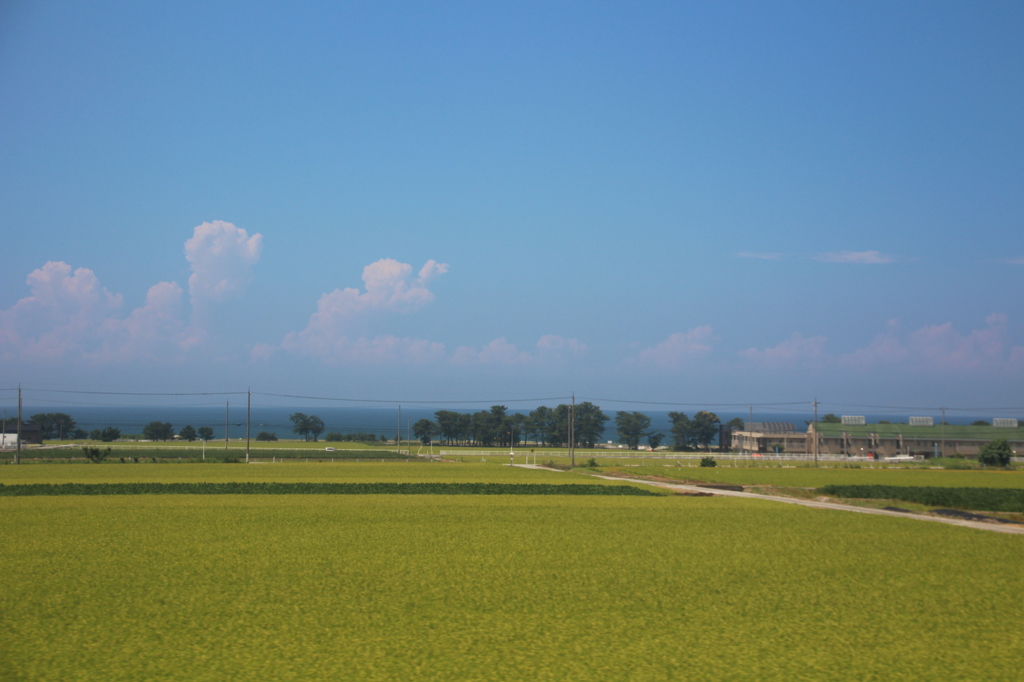 緑のじゅうたん