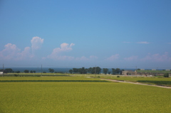 緑のじゅうたん