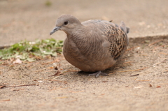 鳥とそうぐうした