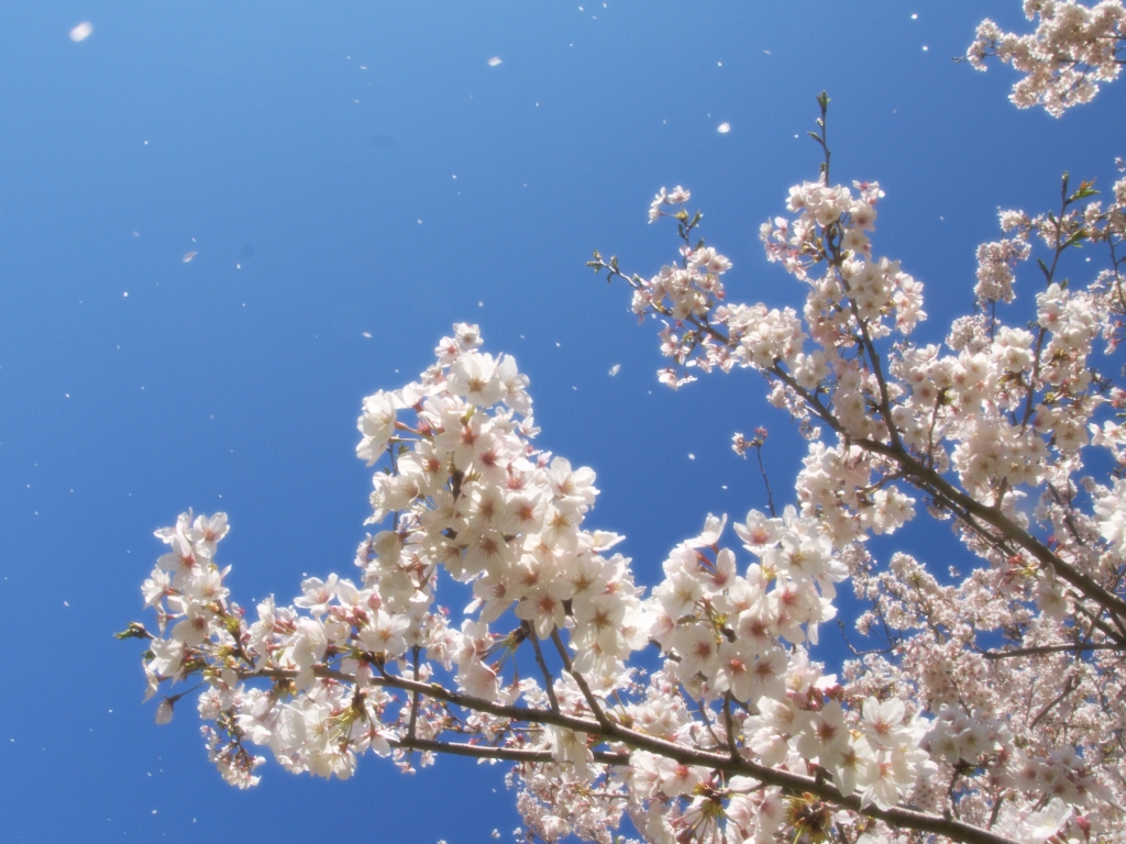 桜　舞う