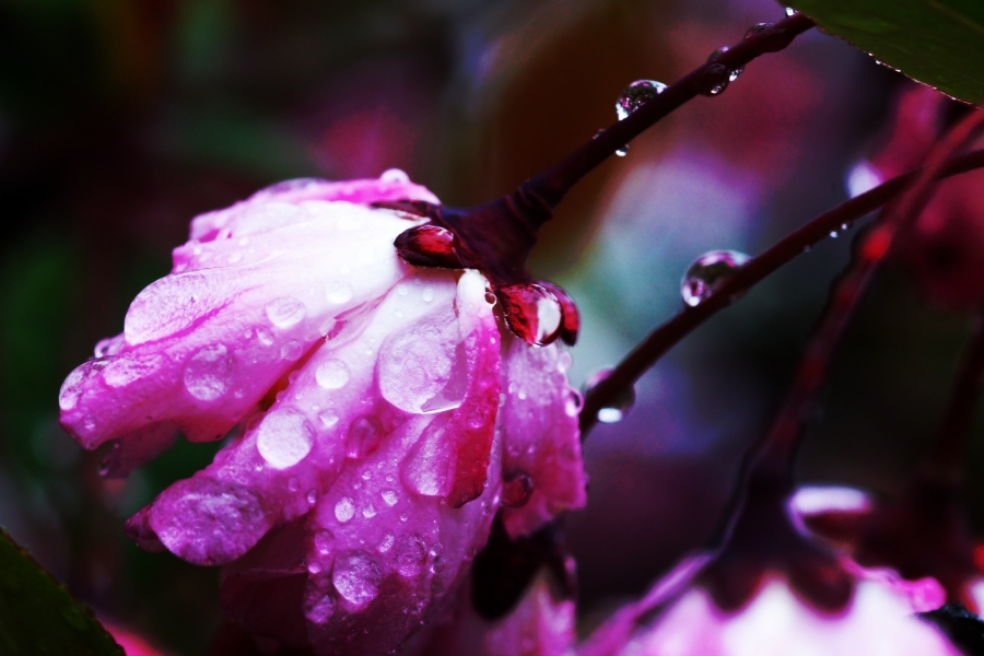 雨のなかで