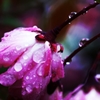 雨のなかで
