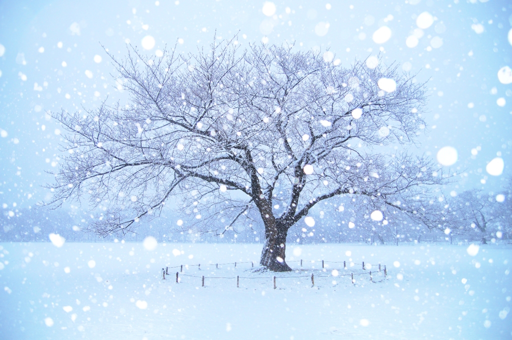 雪国・・・？（東京）