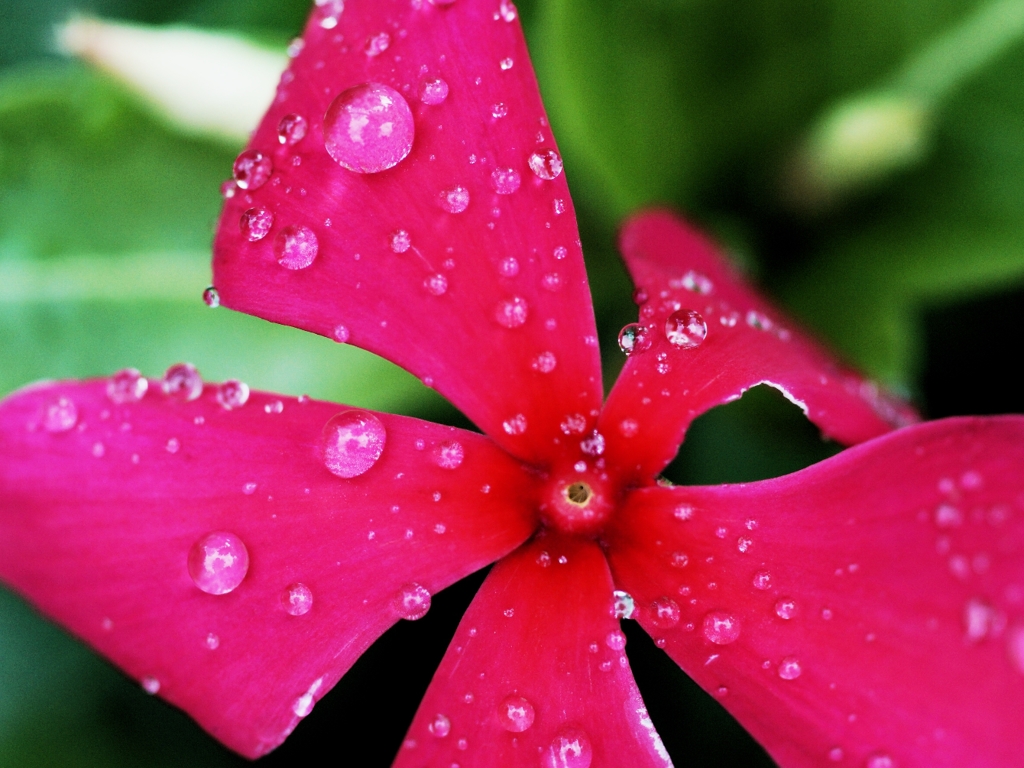 花と雨　２