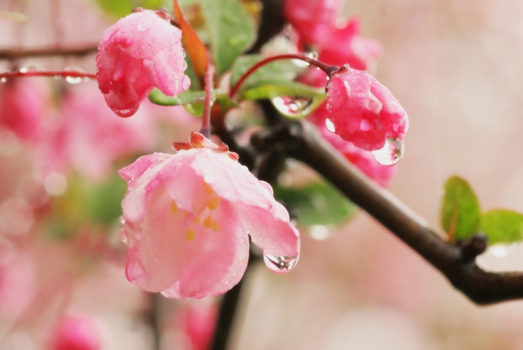 春の雨2