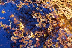 落ちて、秋を彩る