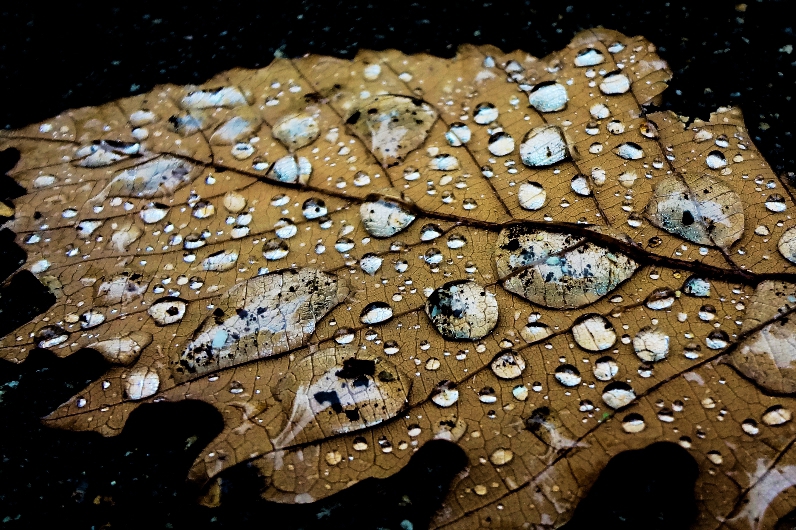 落ち葉と雨