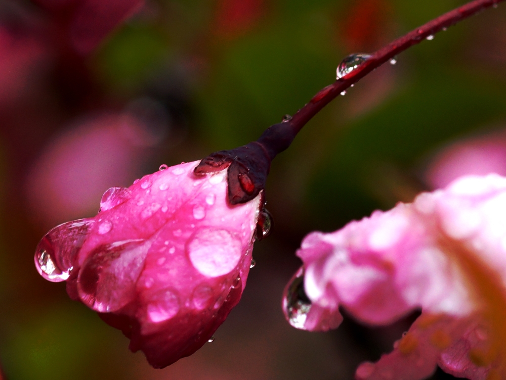雨粒をまとう