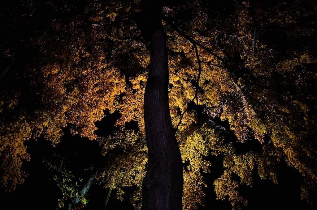 夜の紅葉