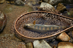 flyfishing snap