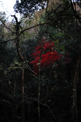 red snap