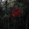 red snap