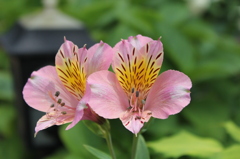 庭のお花