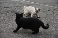 白も黒もここで生きる