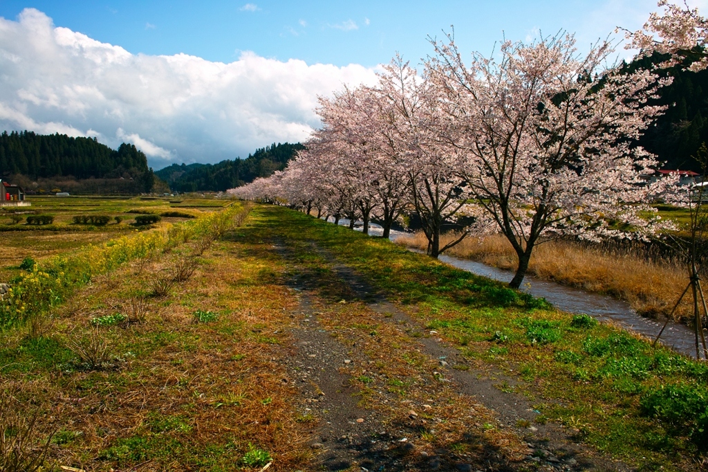 桜