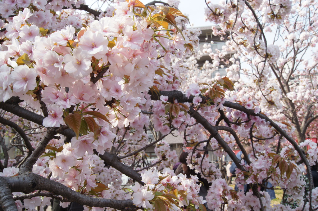 造幣局の桜たち