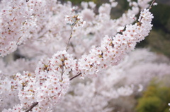 遅咲きの満開桜
