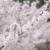 遅咲きの満開桜