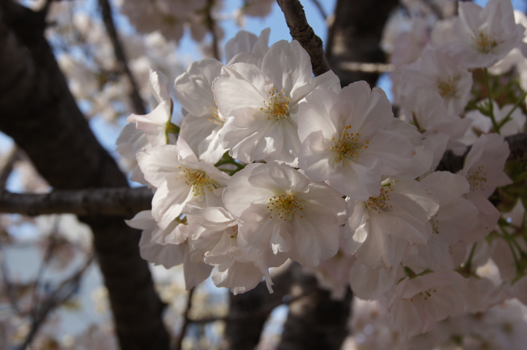 造幣局の桜たち