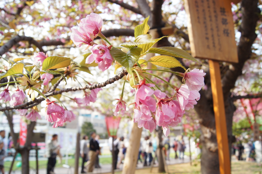 造幣局の桜たち