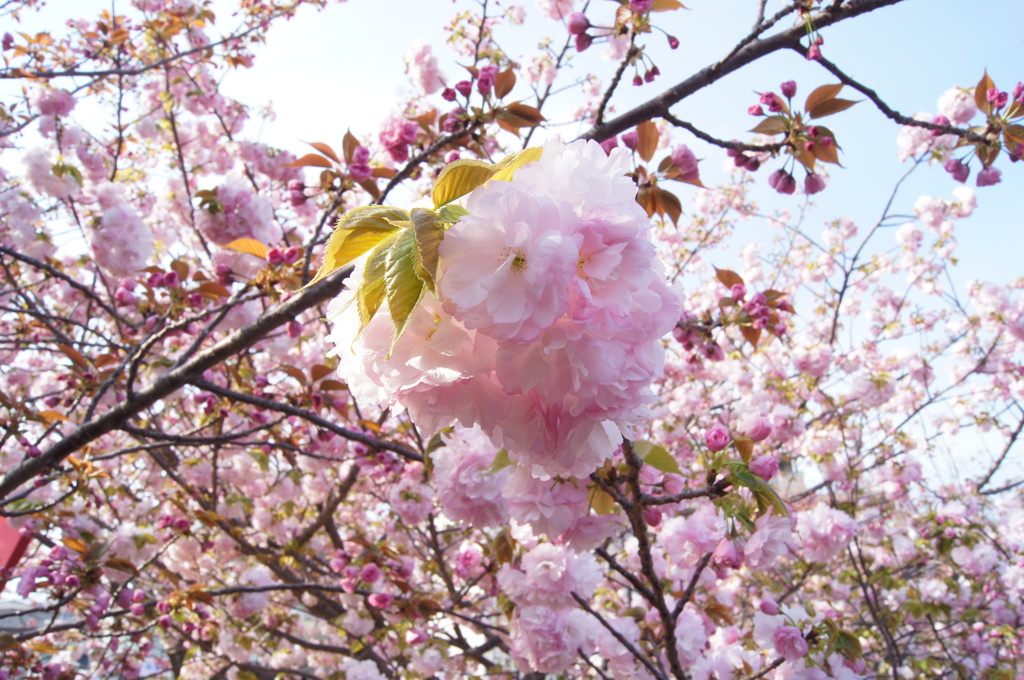 造幣局の桜たち