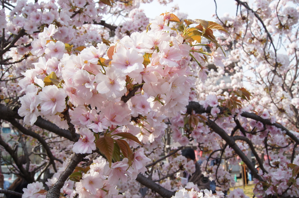 造幣局の桜たち