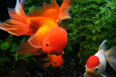 水槽の金魚たち