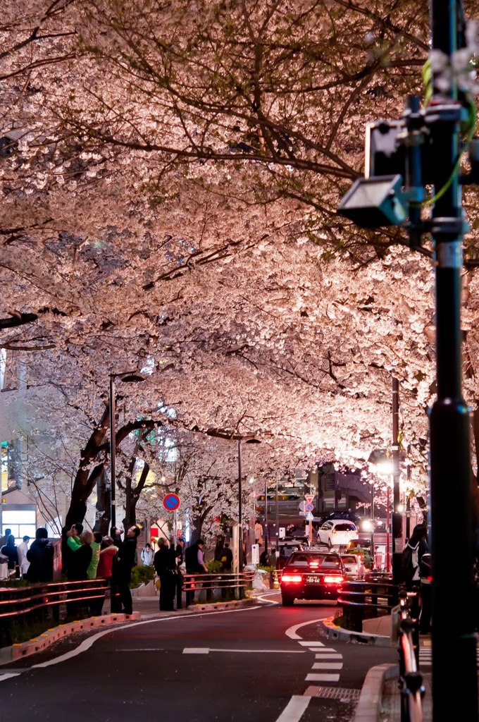 shibuya sakura