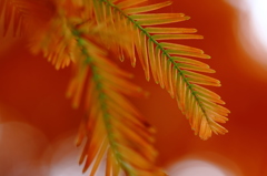 化石樹の紅葉