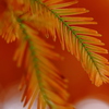 化石樹の紅葉