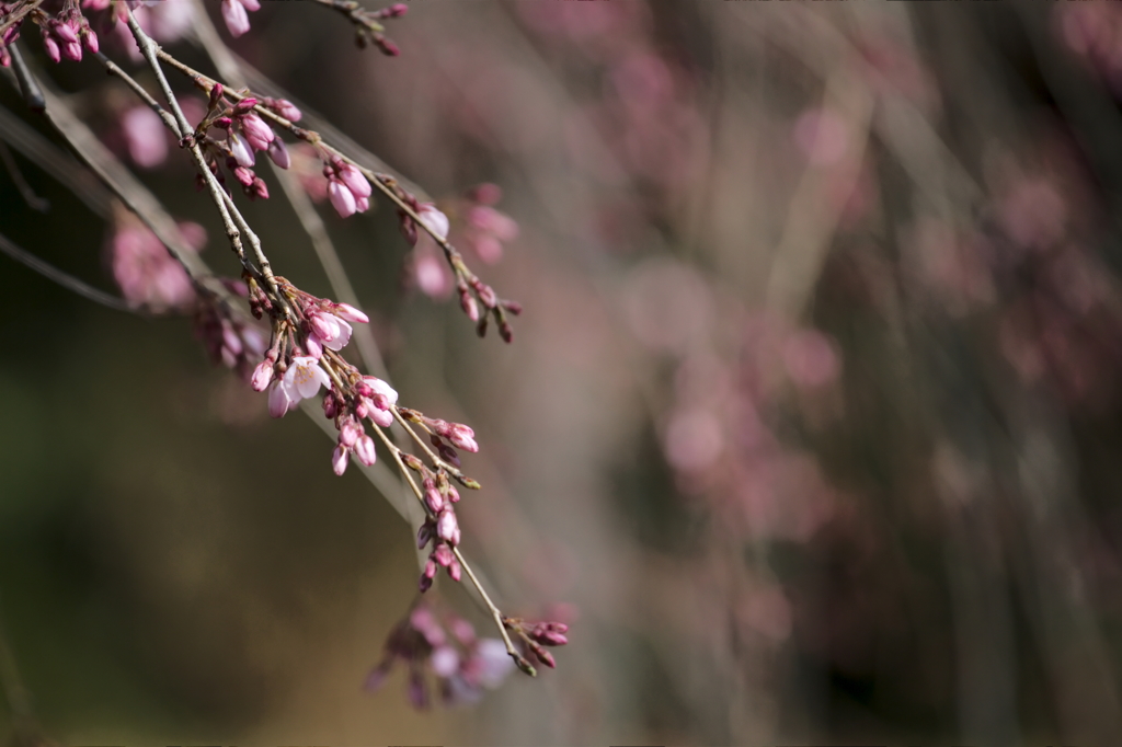 六義園の垂れ桜　Ⅰ