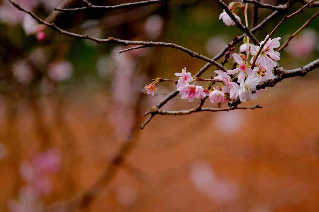 秋に咲く可憐な桜