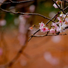 秋に咲く可憐な桜