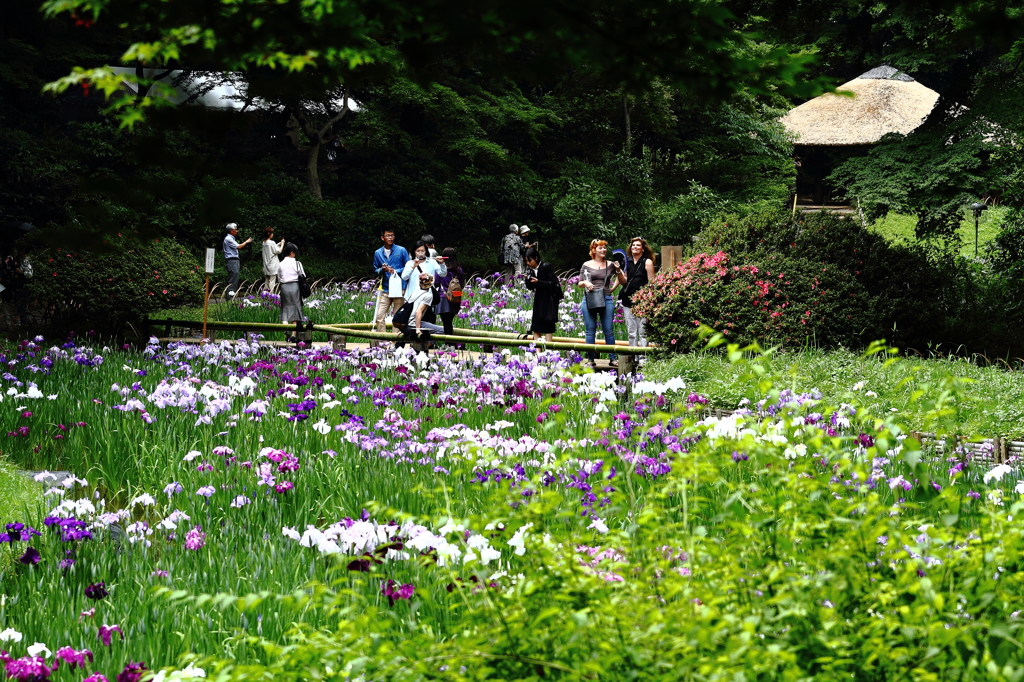 菖蒲田の賑わい