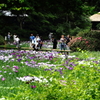 菖蒲田の賑わい