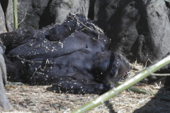 死んだふり