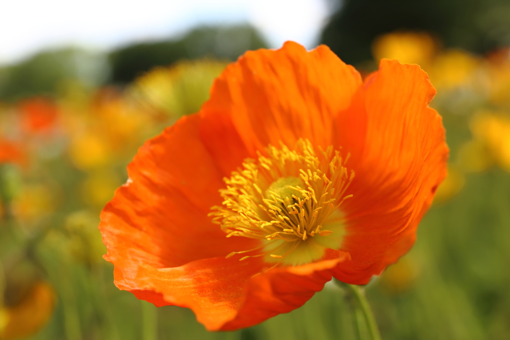 オレンジ色の誘惑