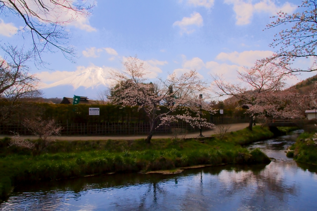 忍野の春