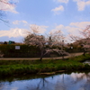忍野の春