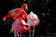 フラミンゴのグラデーション