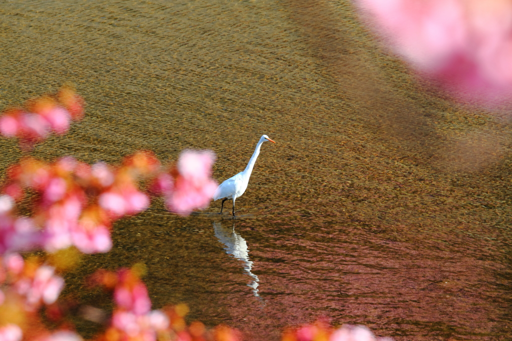 みなみの桜と白鷺