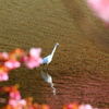みなみの桜と白鷺