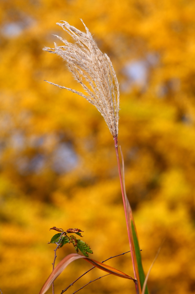 錦秋の尾花