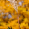 錦秋の尾花