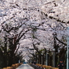 青山墓地満開