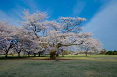 満開－昭和の桜 Ⅲ