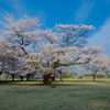 満開－昭和の桜 Ⅲ