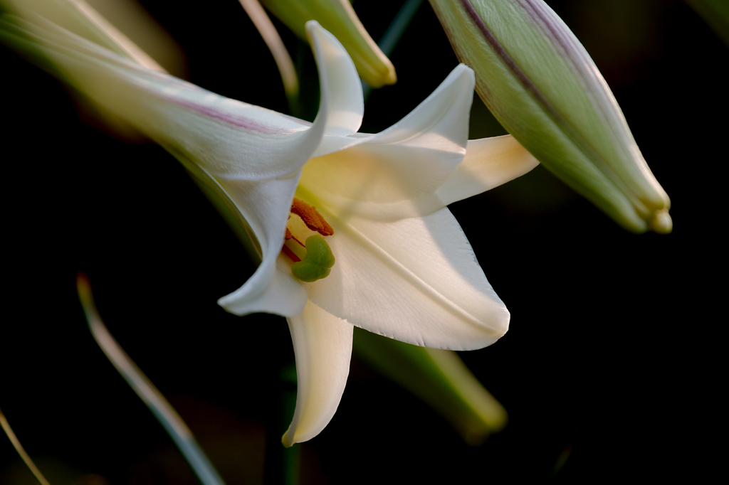 相生の花嫁