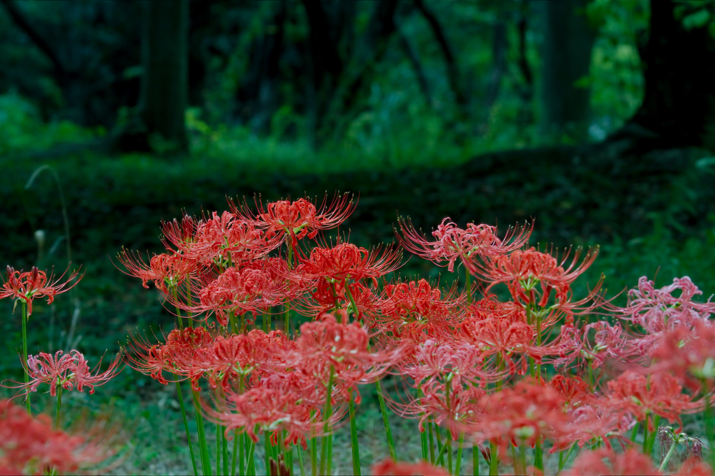 天界の花　Ⅱ