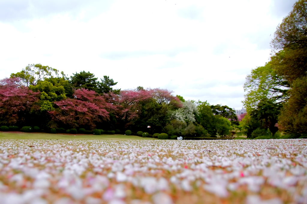 花びら遠く